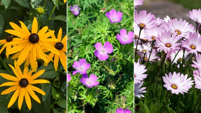 flowers to plant in february