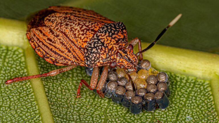 photo of stink bug