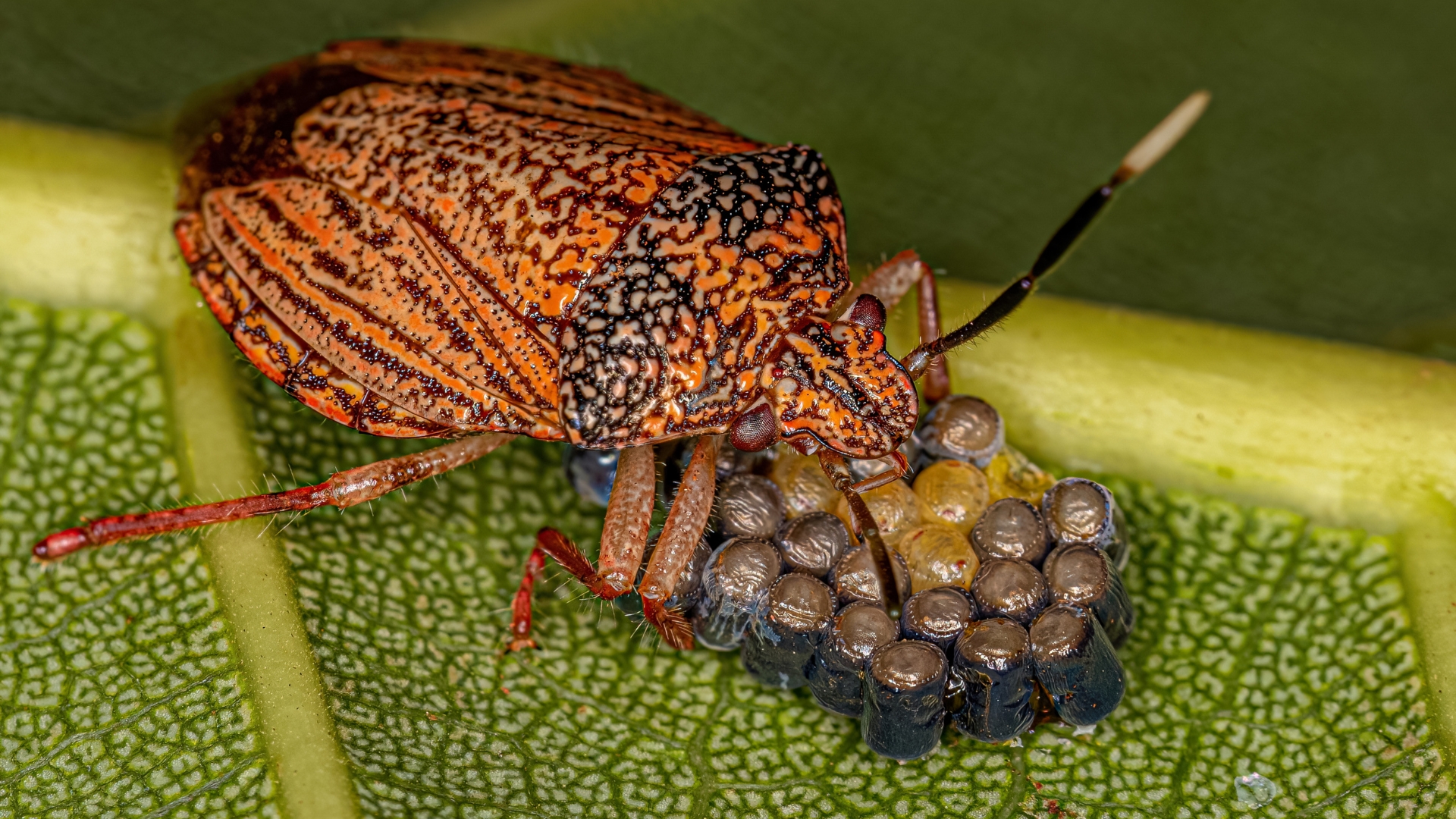 7 Methods To Deal With Stink Bugs In Your Home And Garden