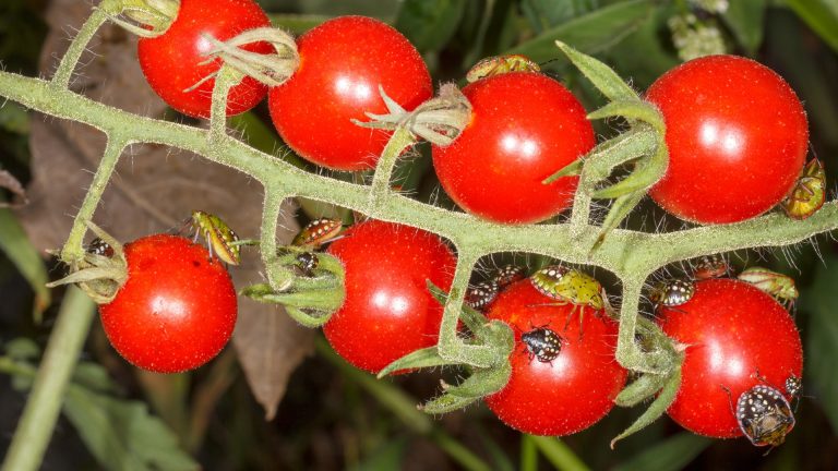 Tomato pests