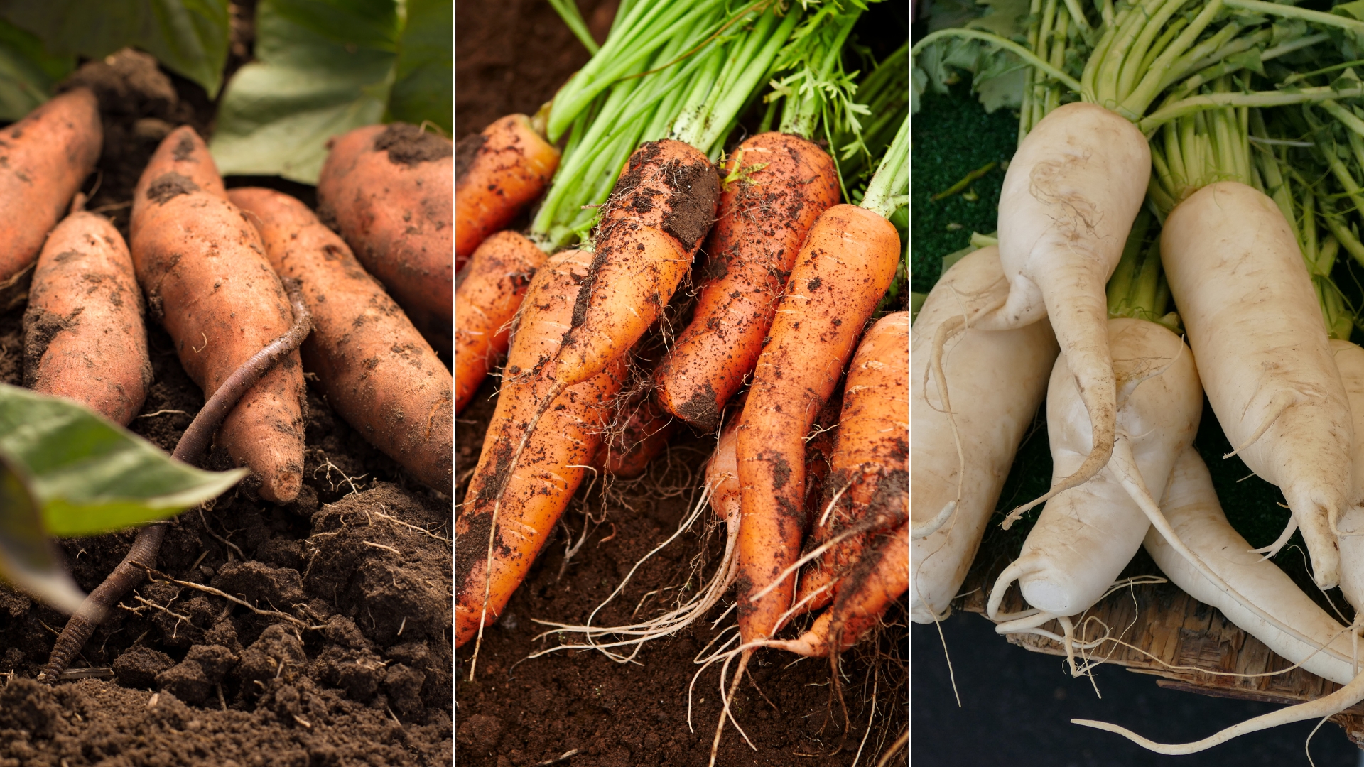 7 Tips For Growing And Using Root Vegetables 