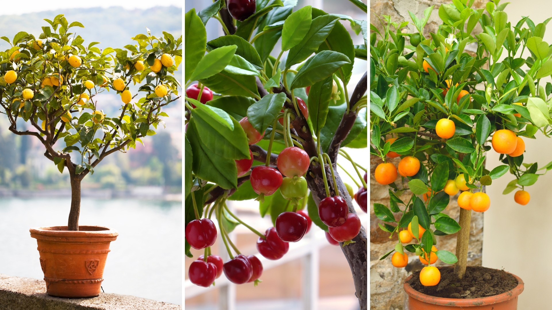 9 Best Fruits To Grow In Pots