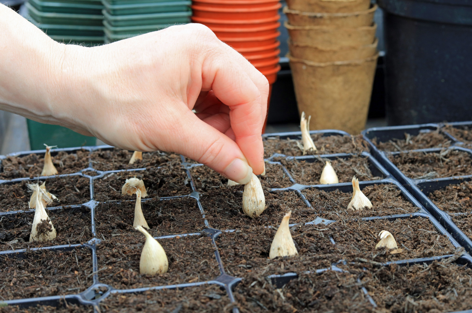 A Hand Sowing A Freesia Bulb Into A Compost Filled Seeding Tray