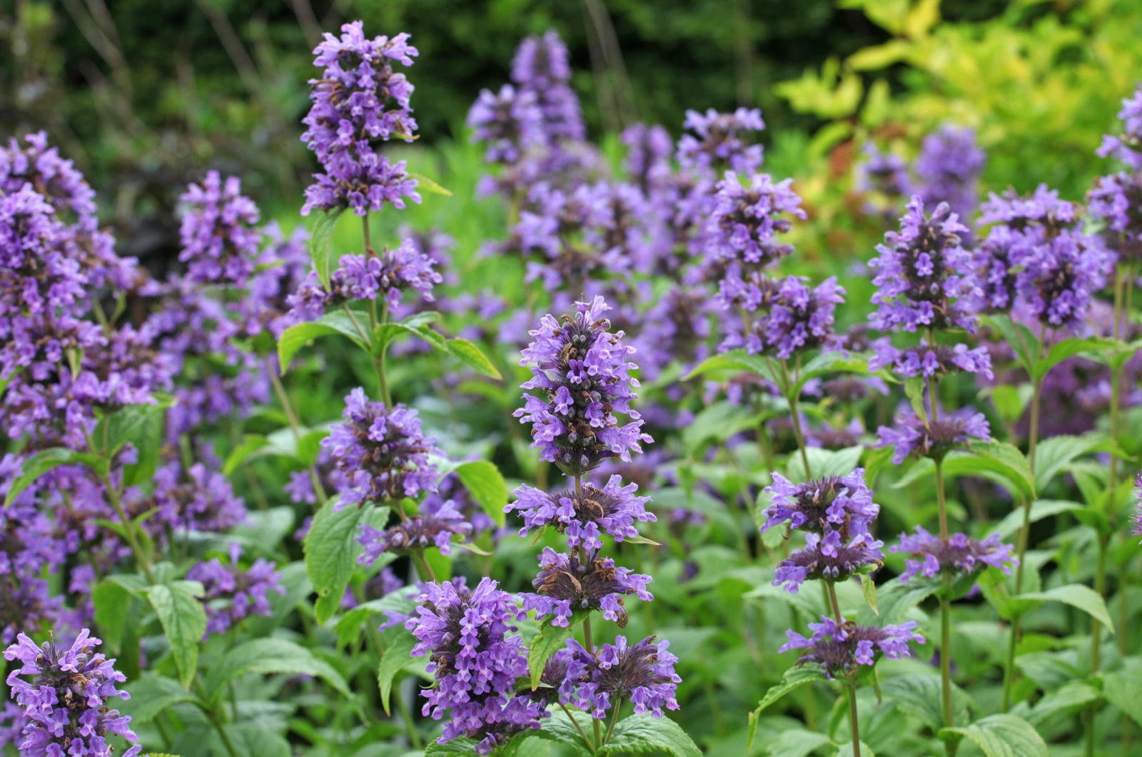 Anise Hyssop