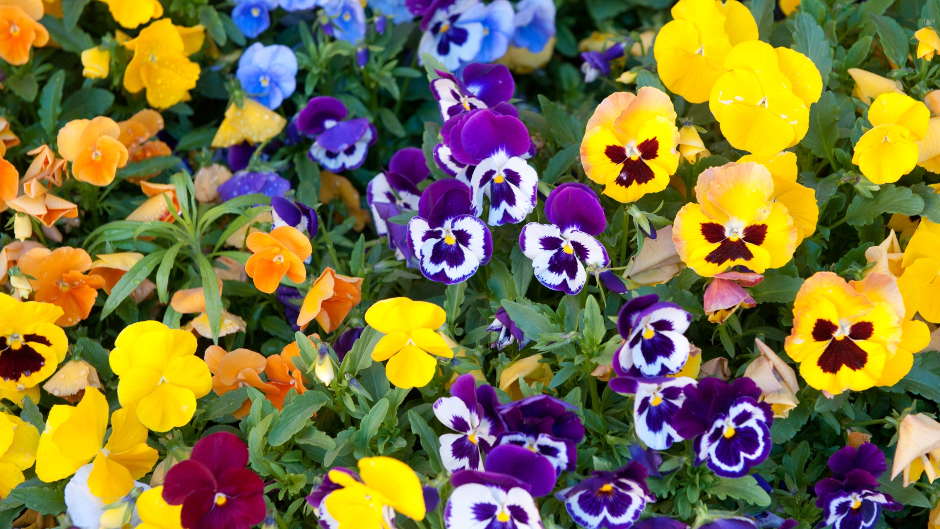 Are Pansies Perennials That Will Return After Winter?