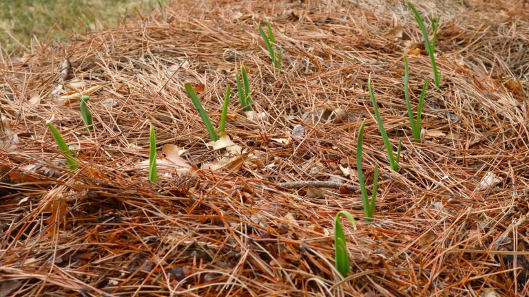 photo of pine needles as mulch