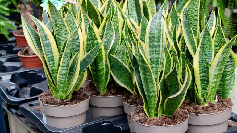 Common Snake Plant