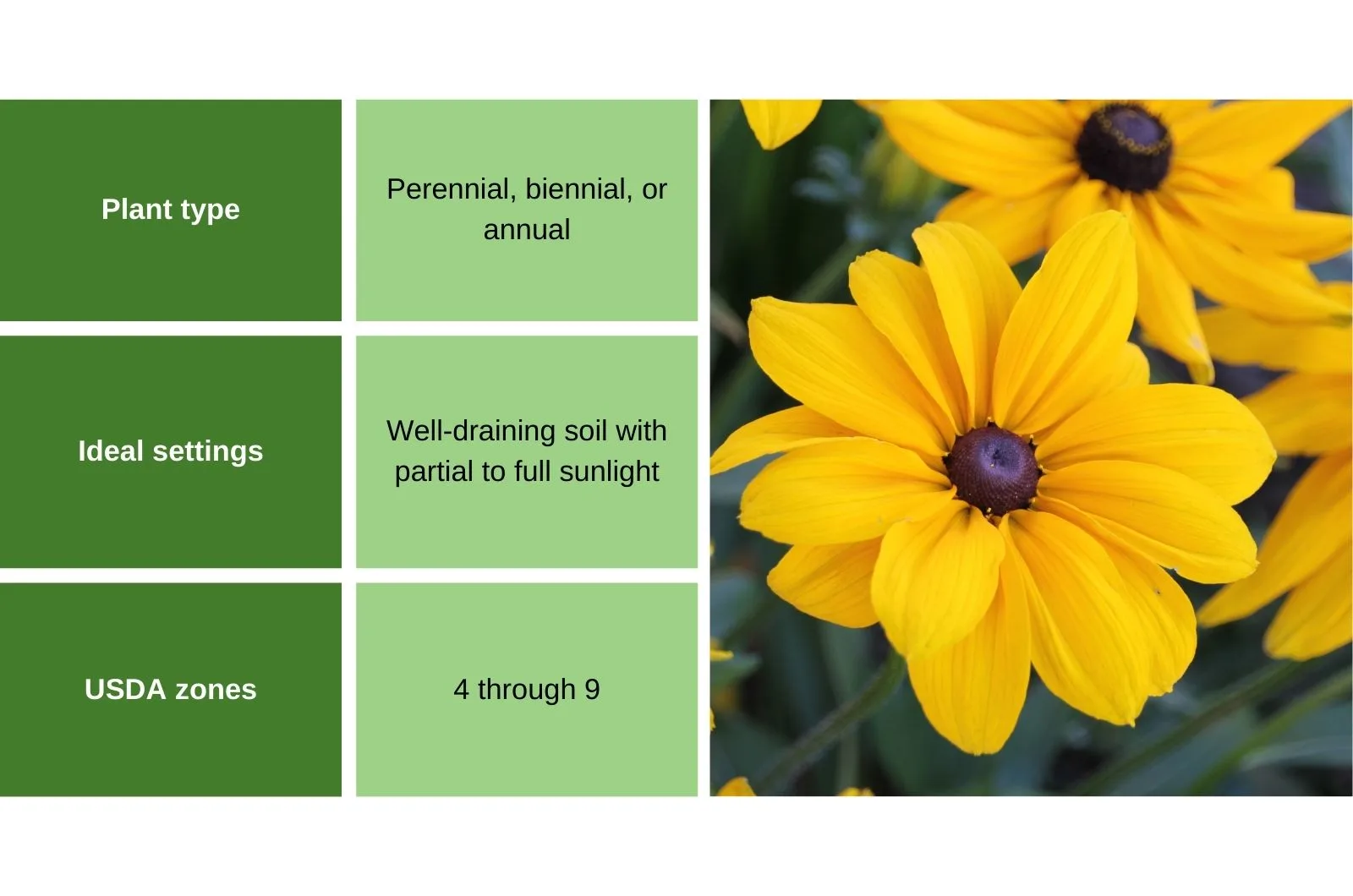 7 Flowers To Plant In February For Long Lasting Blooms   Black Eyed Susans Flower .webp