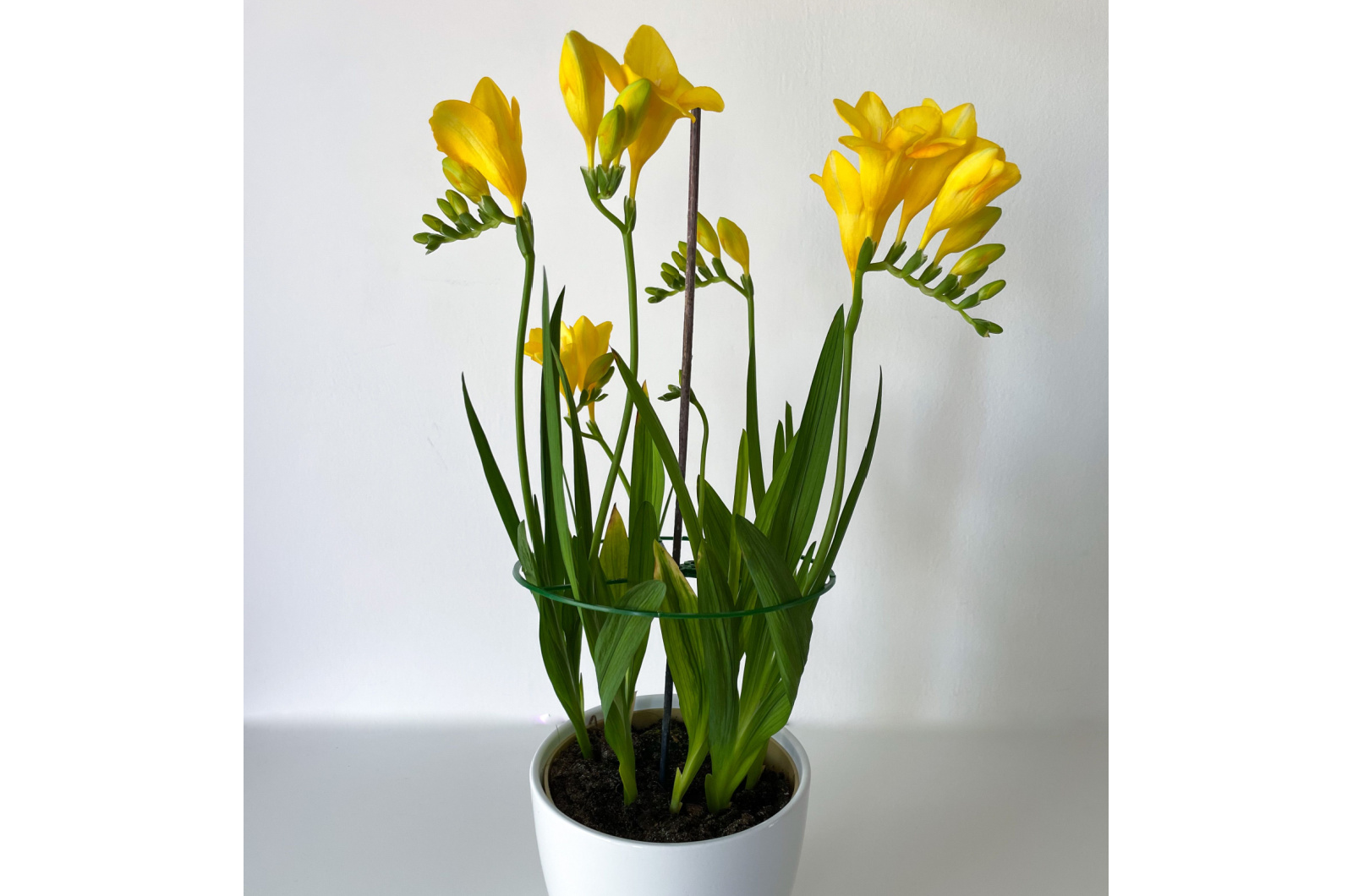 Blooming yellow freesia in white flower pot