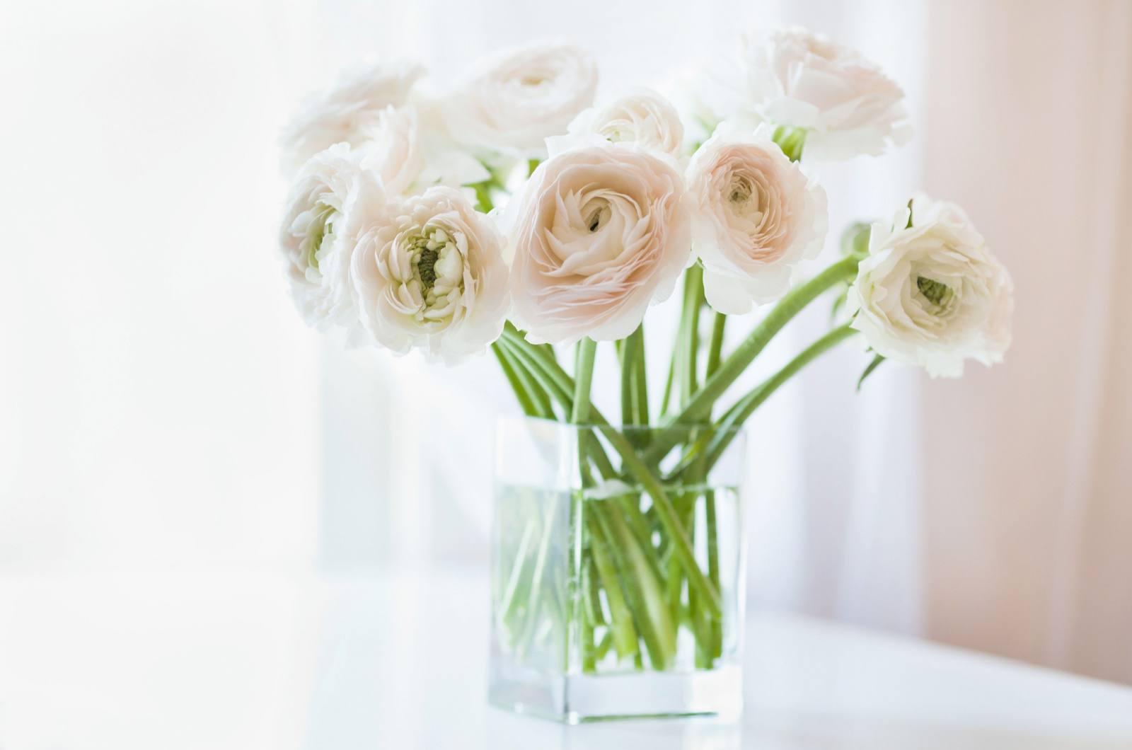Bouquet of white ranunculus in glass vase