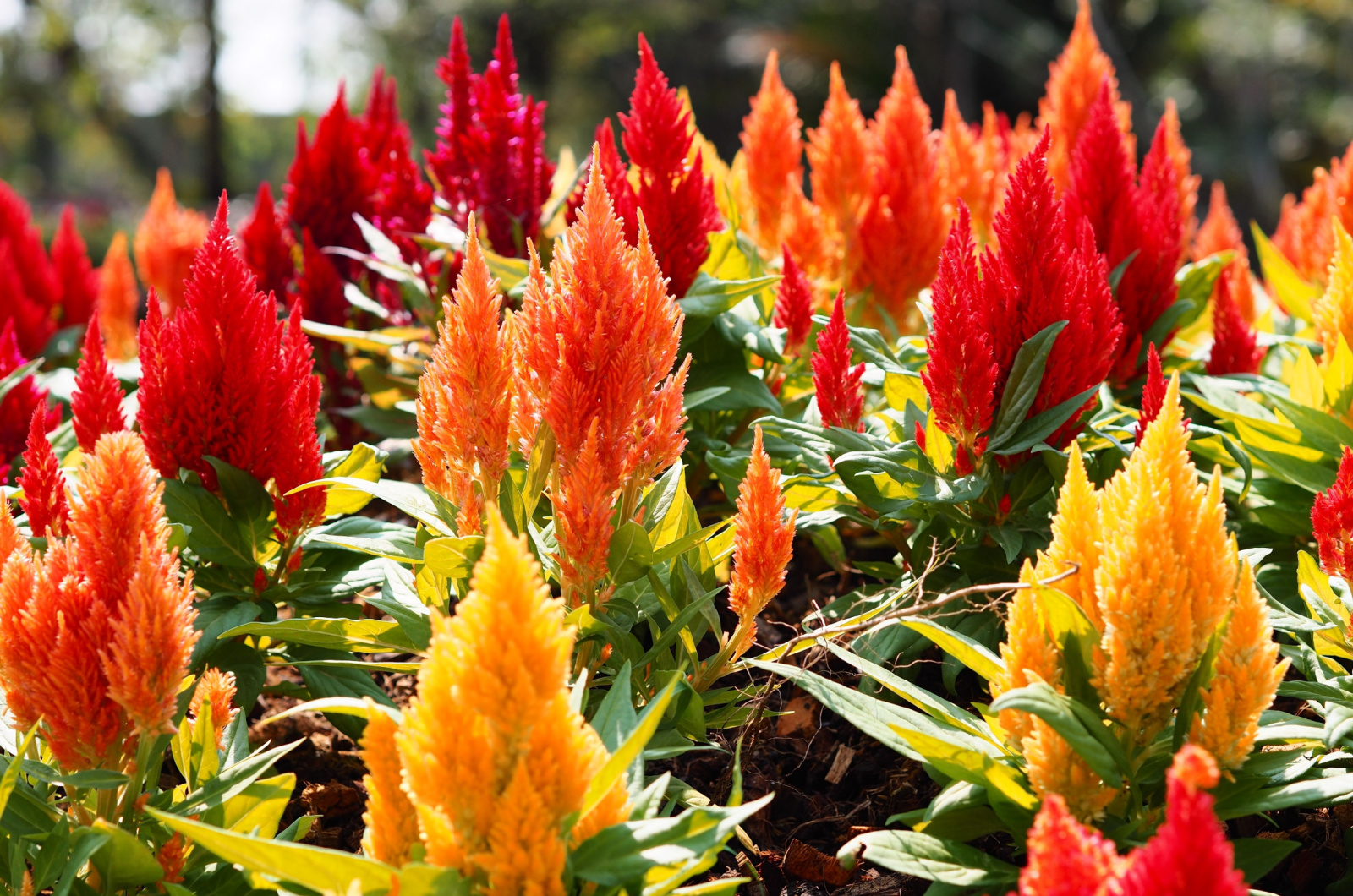 Bright orange flowerheads of the feather celosia plant