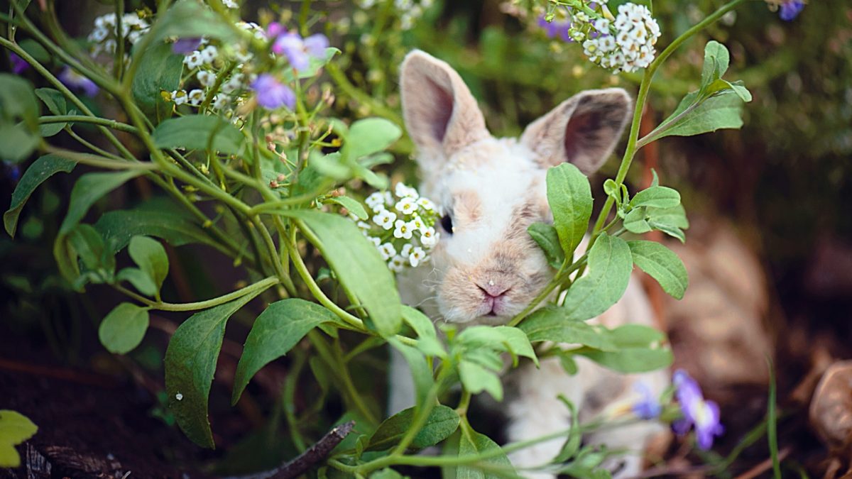 Can Cayenne Pepper Keep Rabbits Away From Your Garden?