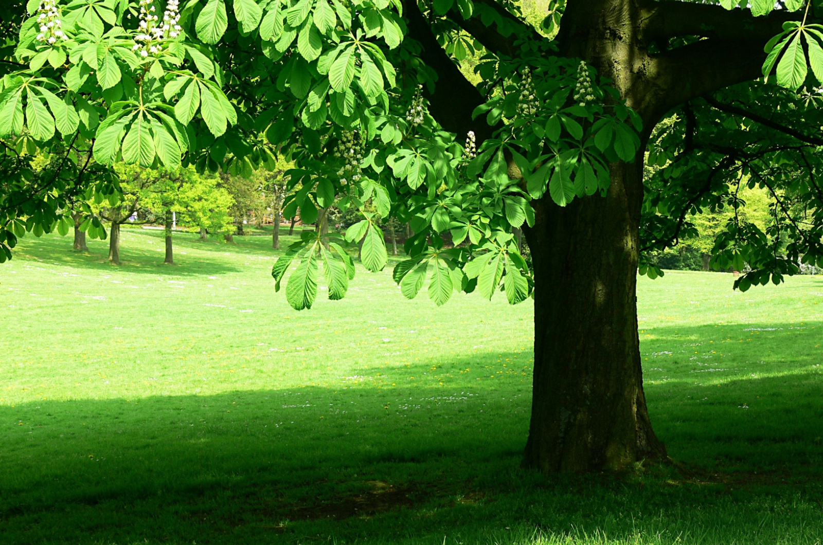 Chestnut tree and green lawn