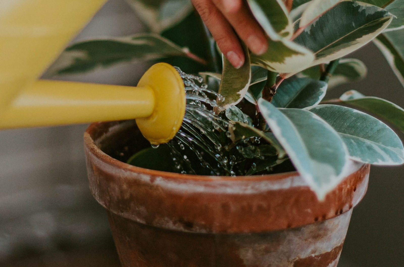 Close up of woman watering a potted plant