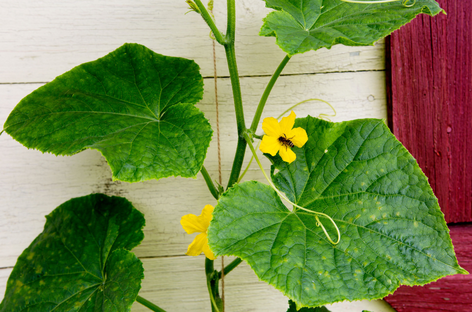 Cucumber branch with a flower