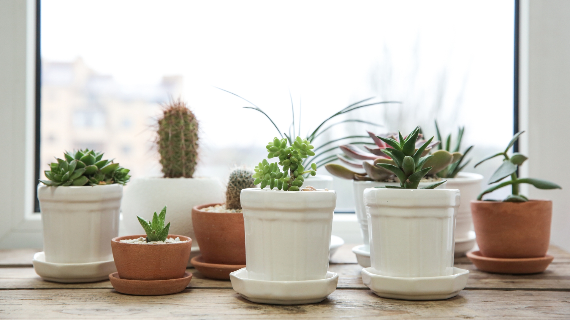 Discover How Much Sunlight Your Succulents Should Have