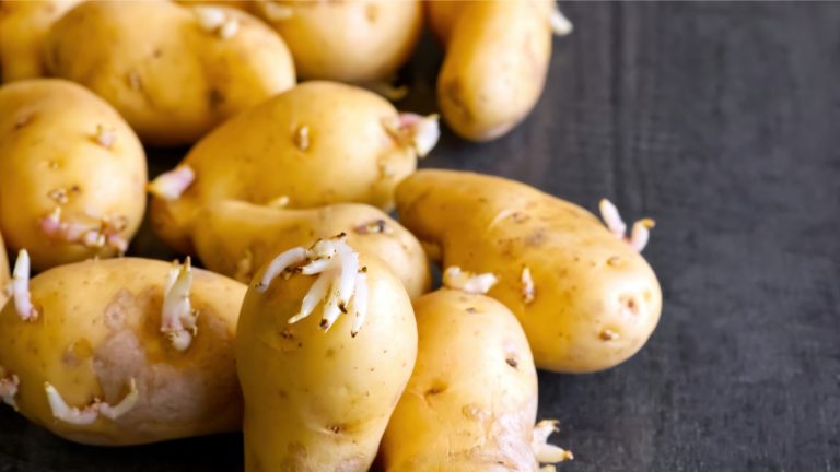 photo of potatoes