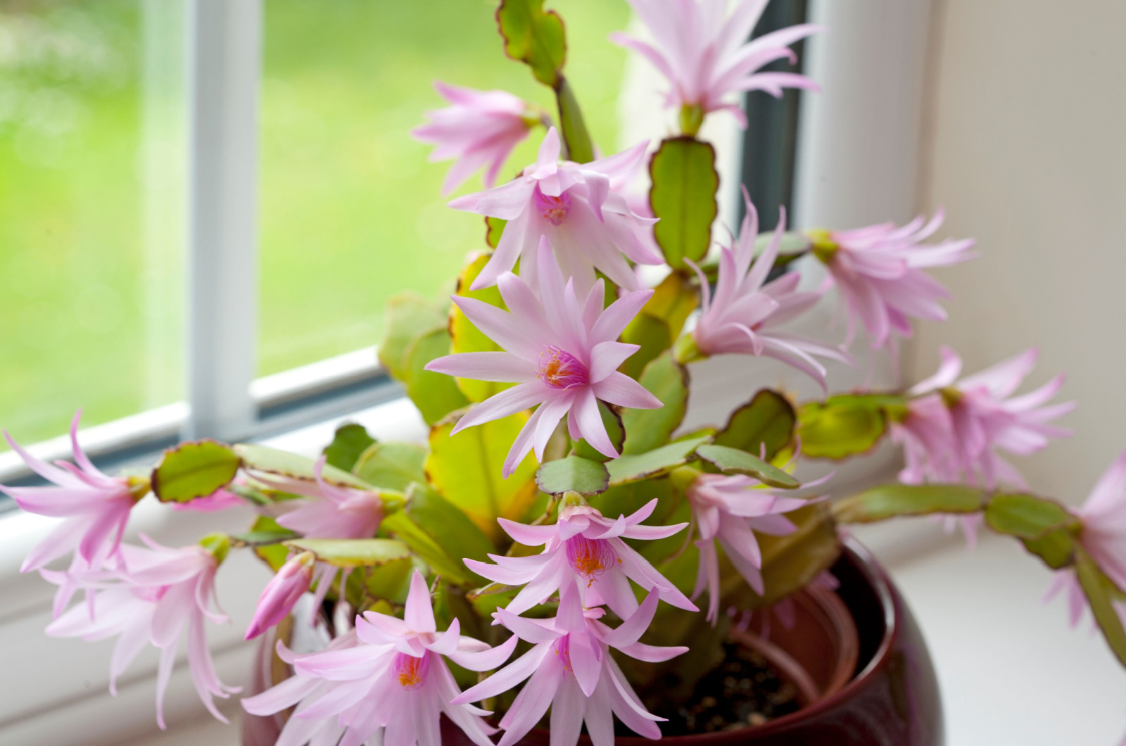 Easter Cactus Growing in a Pot by a window