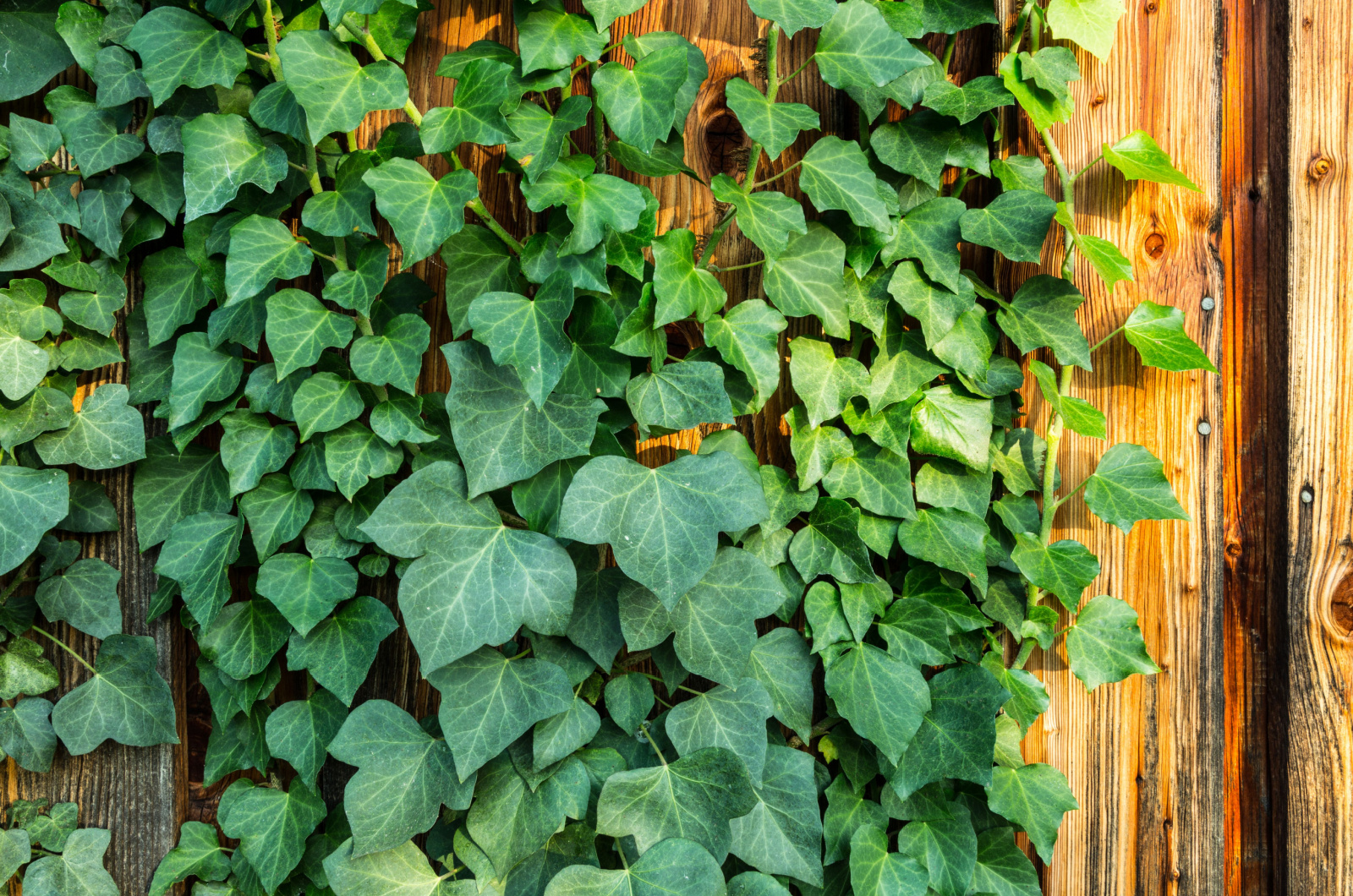 English Ivy on wooden fence
