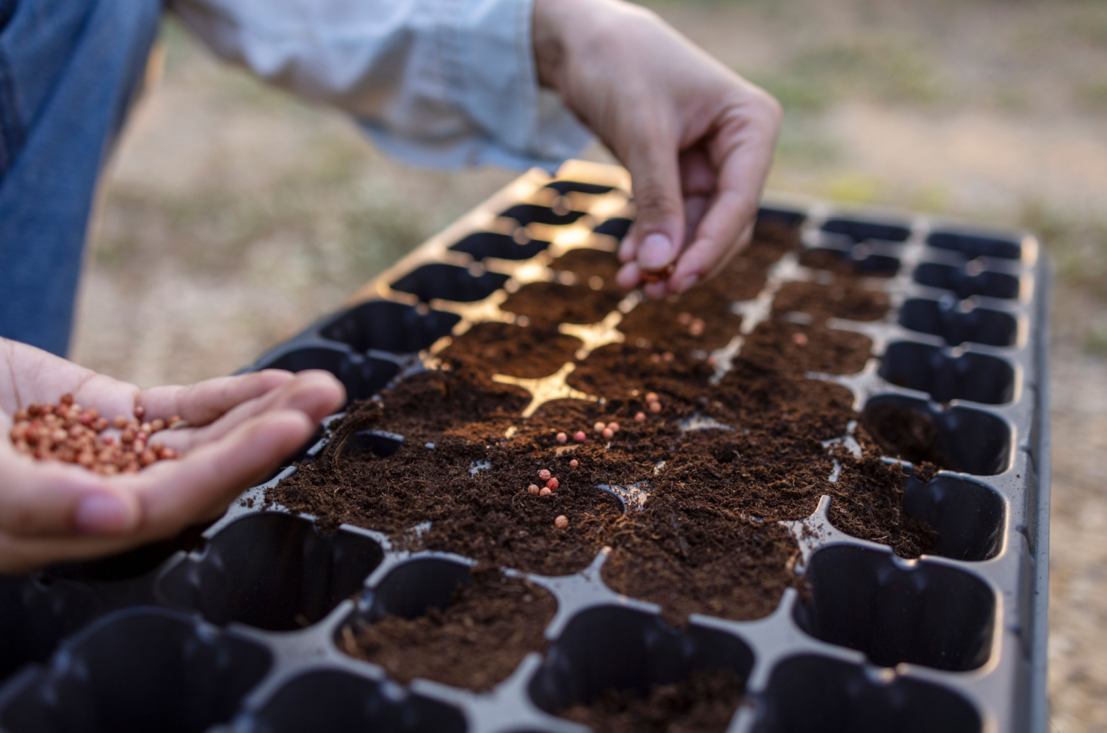 Farmer's hands put seeds in plastics trays