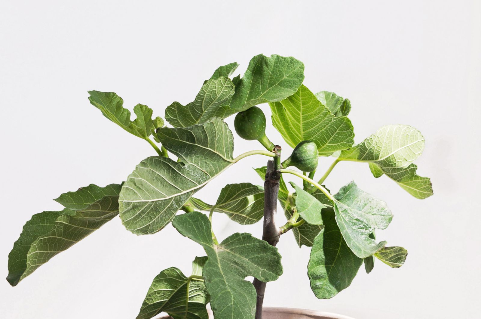 Fig tree in a pot
