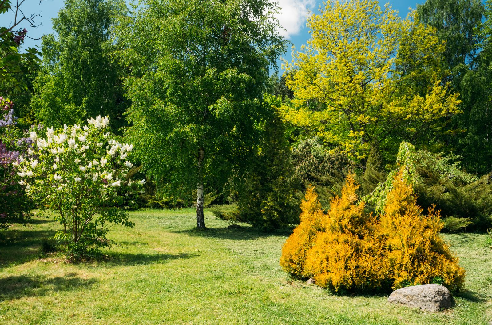 Green Trees And Bushes In Garden