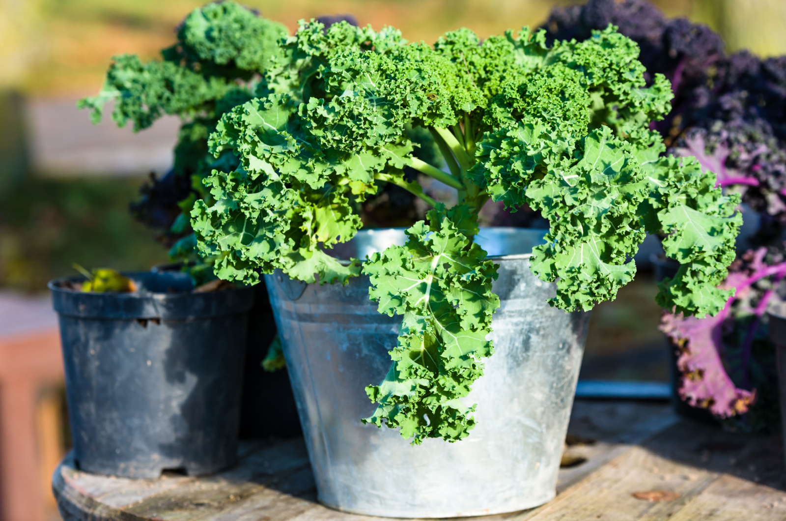 Green kale plant in pot