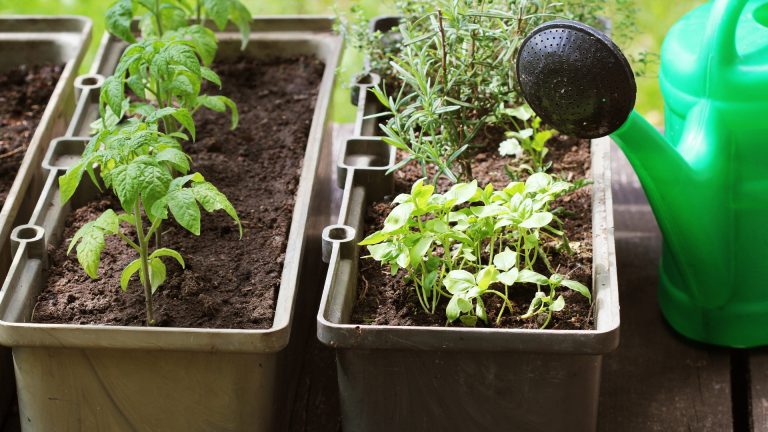 seedlings in containers