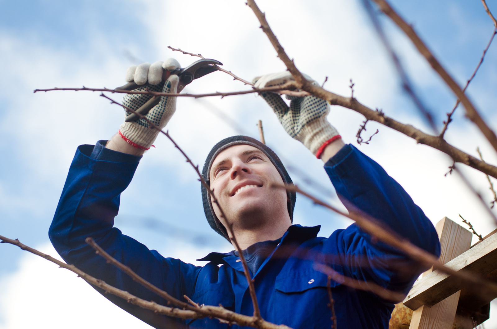 Guy Pruning An Apricot Tree