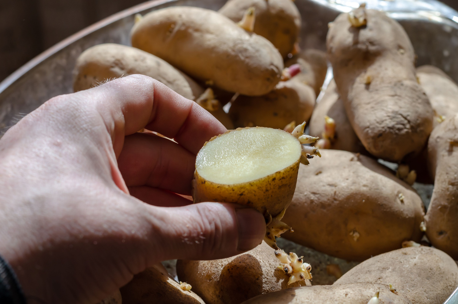 Hand holds half freshly cut potatoes