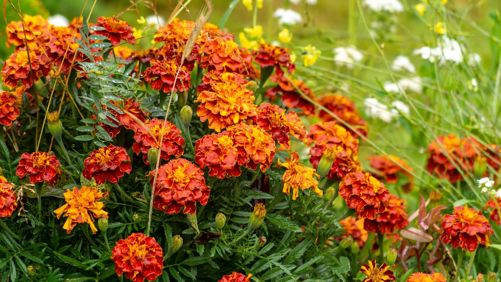 photo of marigold flowers