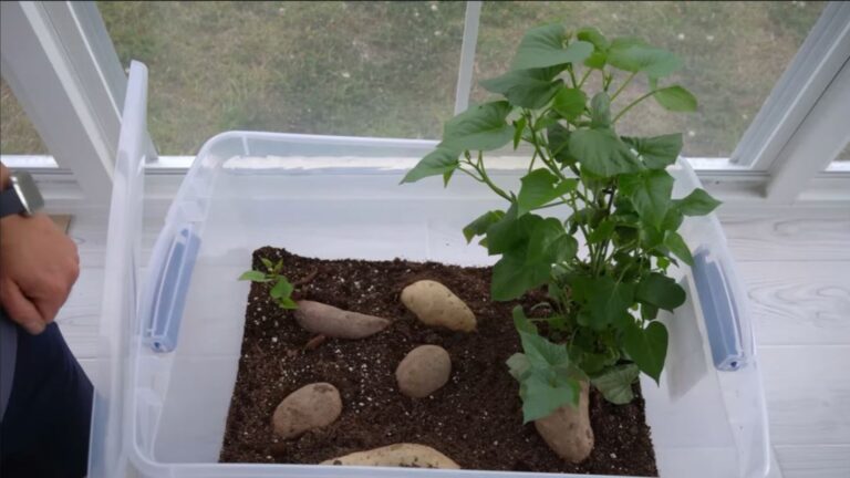 growing sweet potatoes