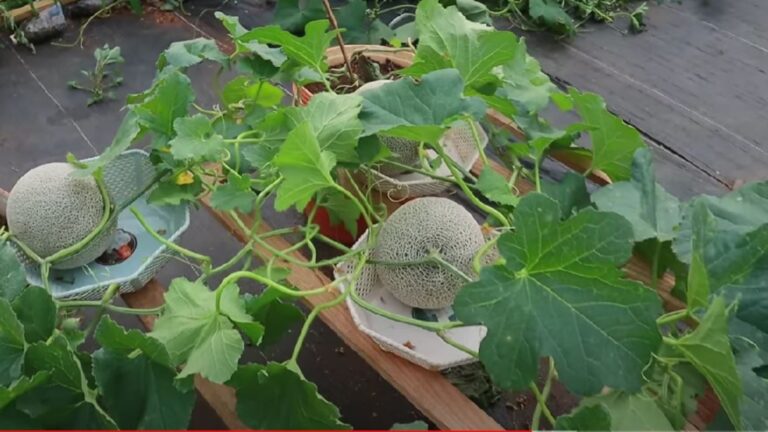 Cantaloupe plant
