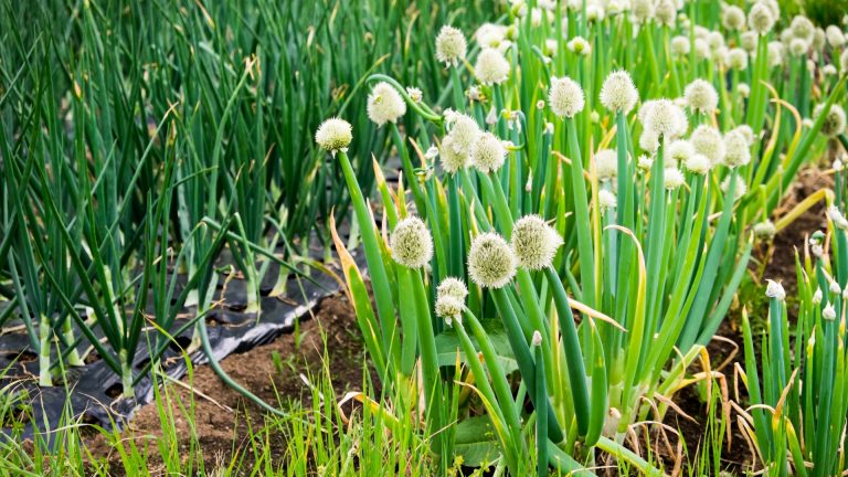 flowering onion