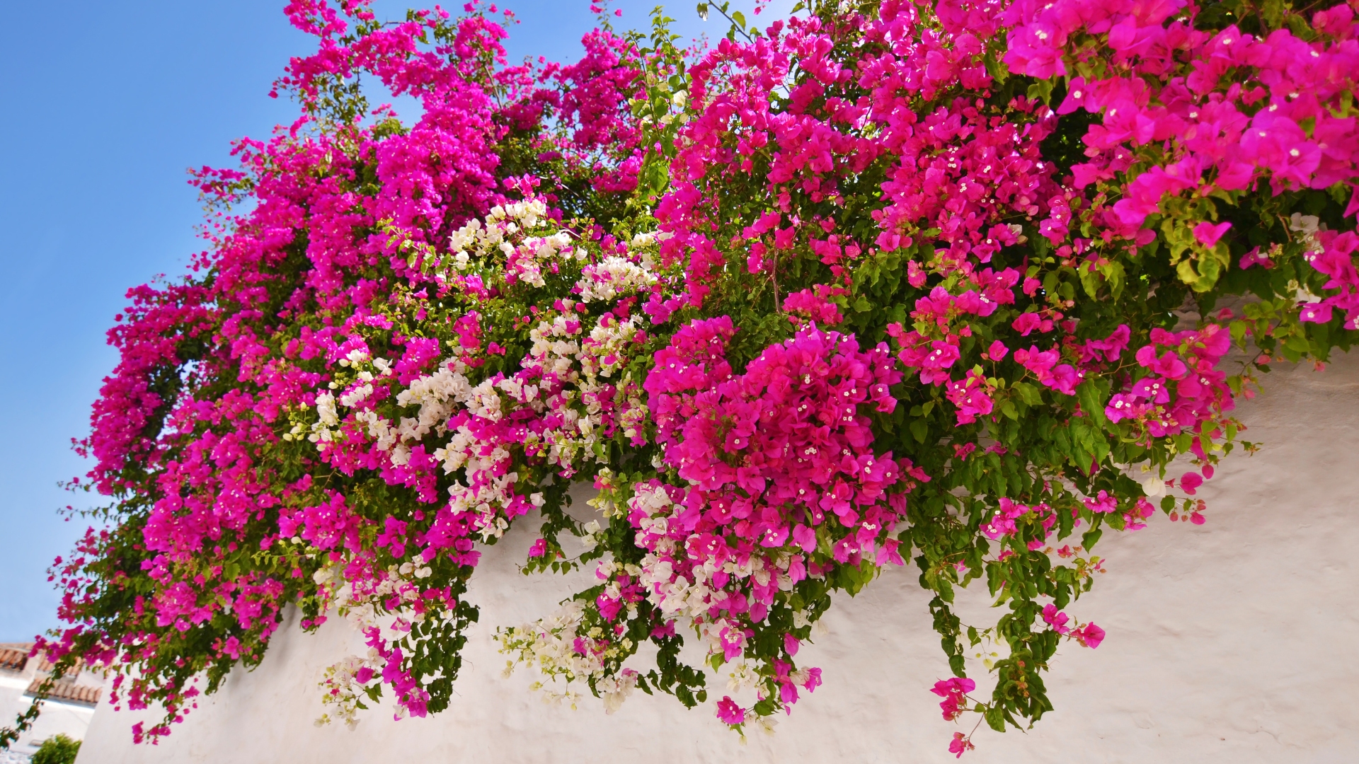 How To Care For The Breathtaking Bougainvillea