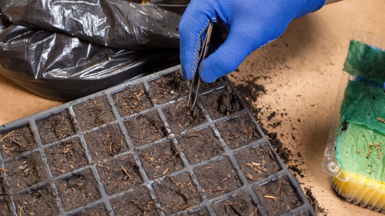 sowing seeds in cell trays