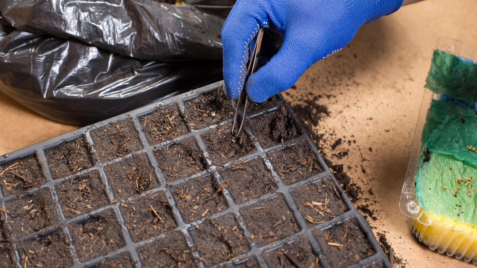How To Easily Sow The Seeds In Cell Trays