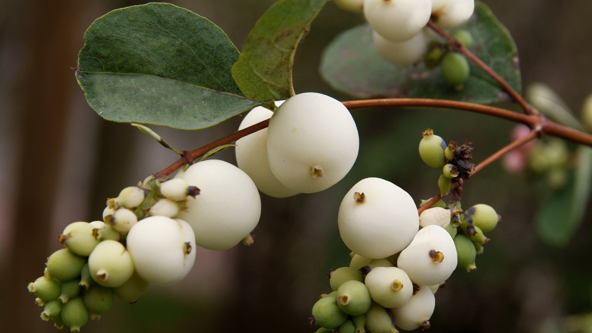 How To Grow And Care For Snowberry Bushes