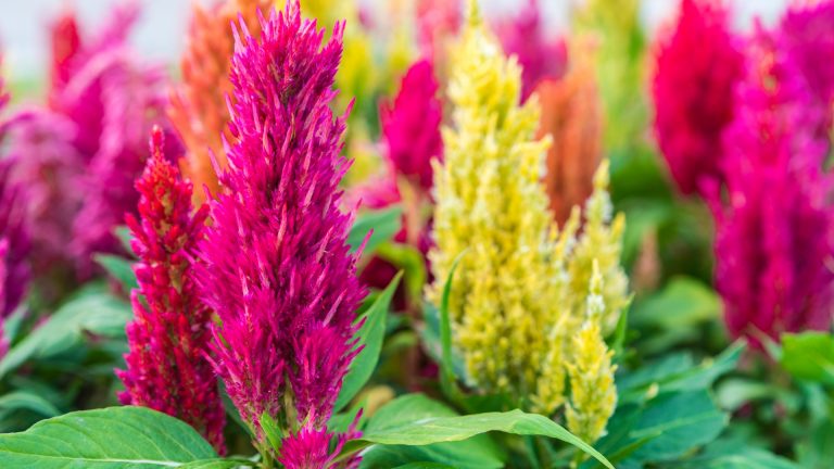 photo of planted celosia