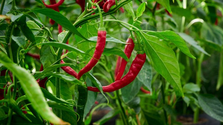 growing chili peppers