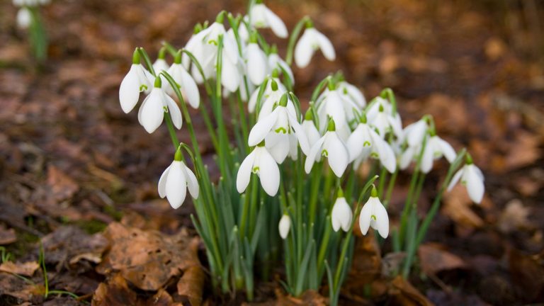 Snowdrops