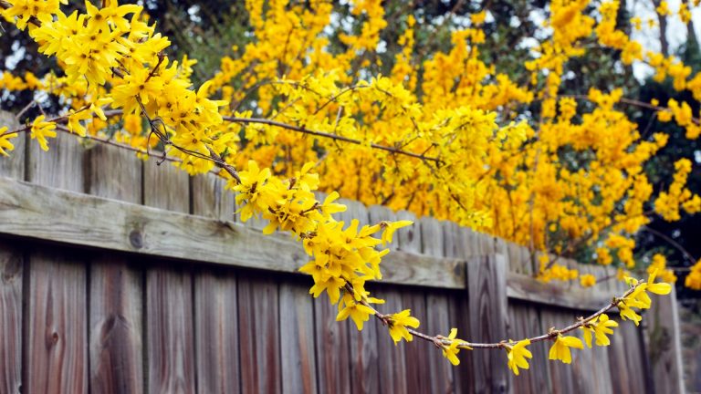yellow blossom of forsythia