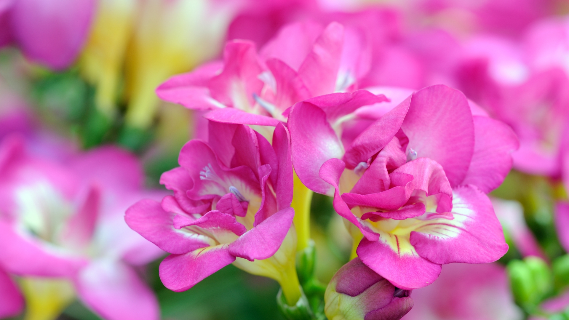 pink freesia flowers