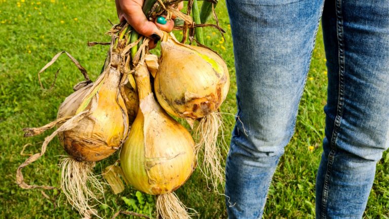 gardener holding big onions