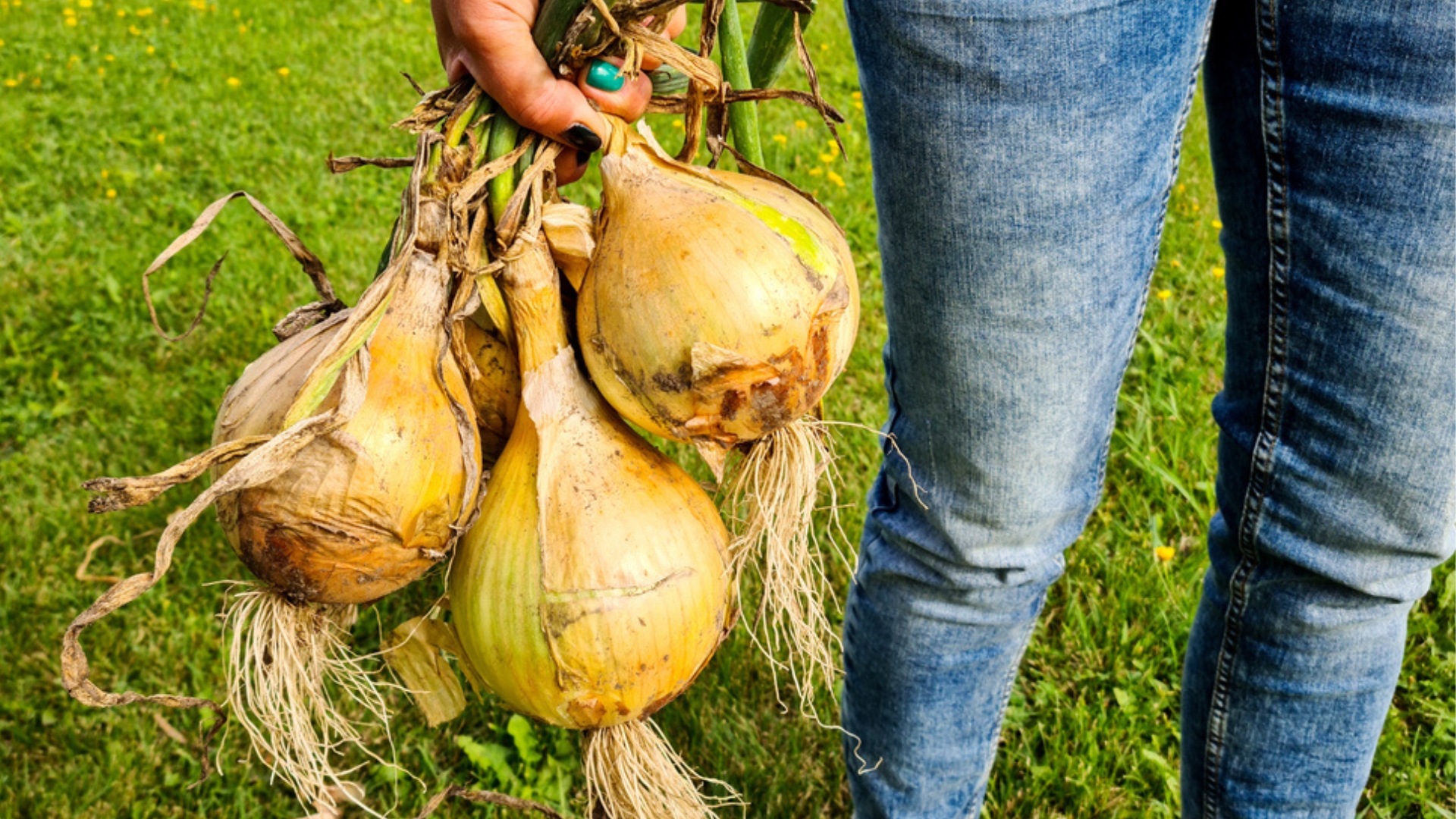How To Grow The Biggest Onions In Your Garden
