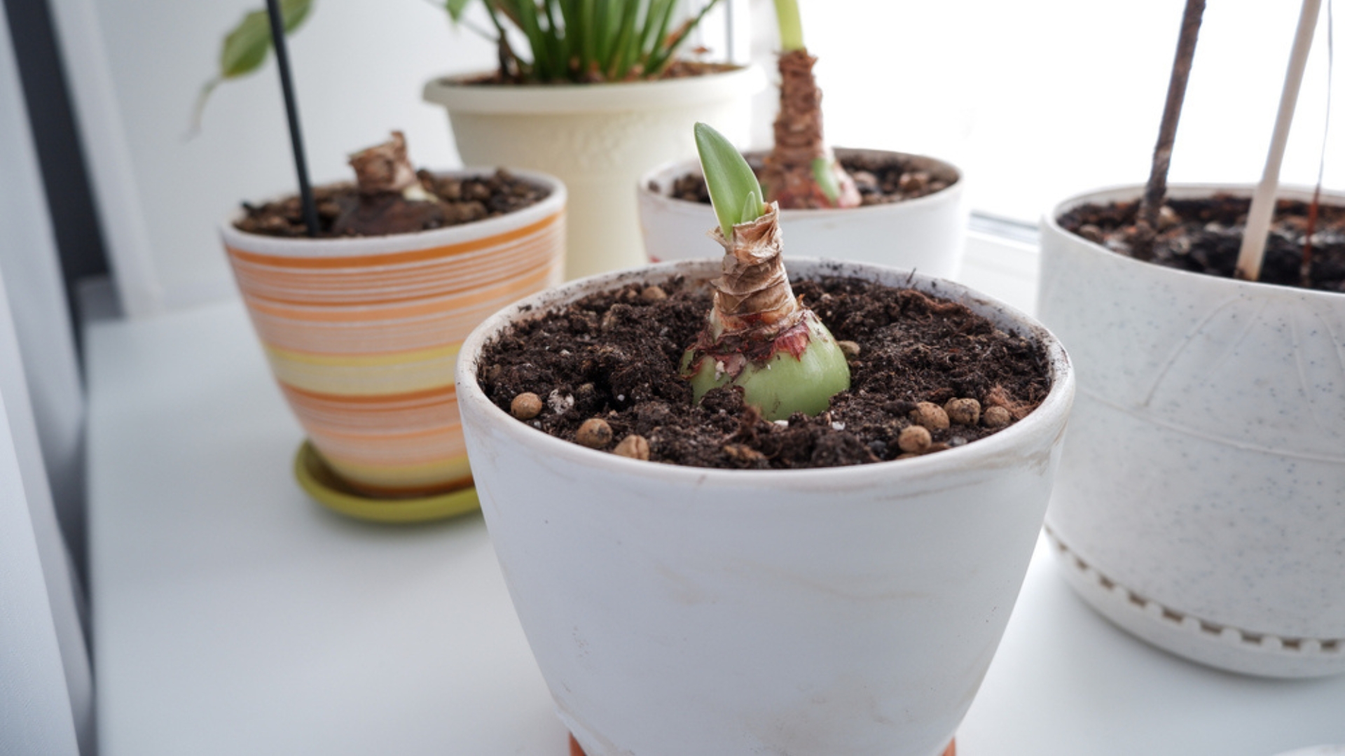 How To Plant Amaryllis Like A Pro 