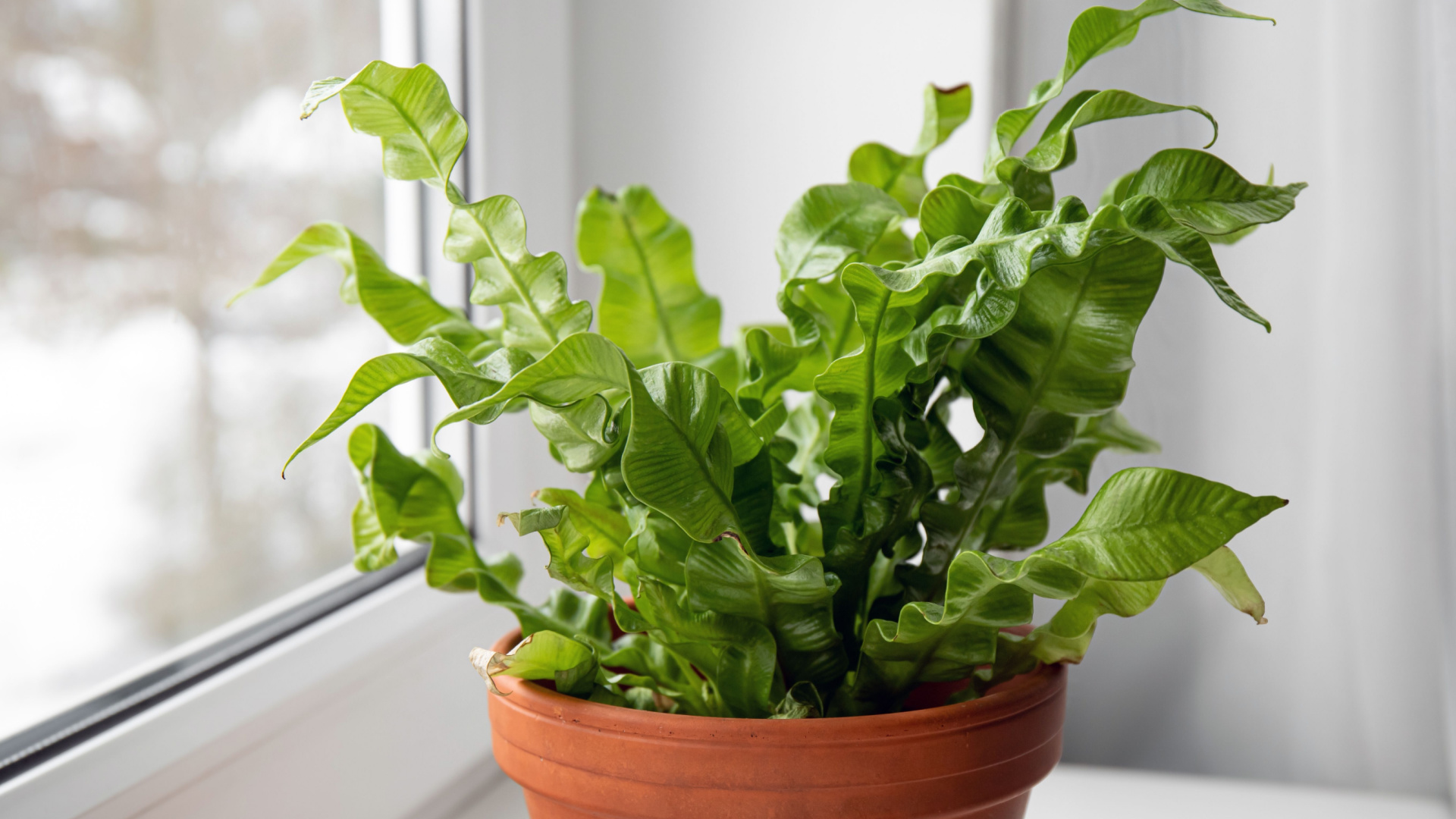 How To Take Care Of Your ‘Crispy Wave’ Fern
