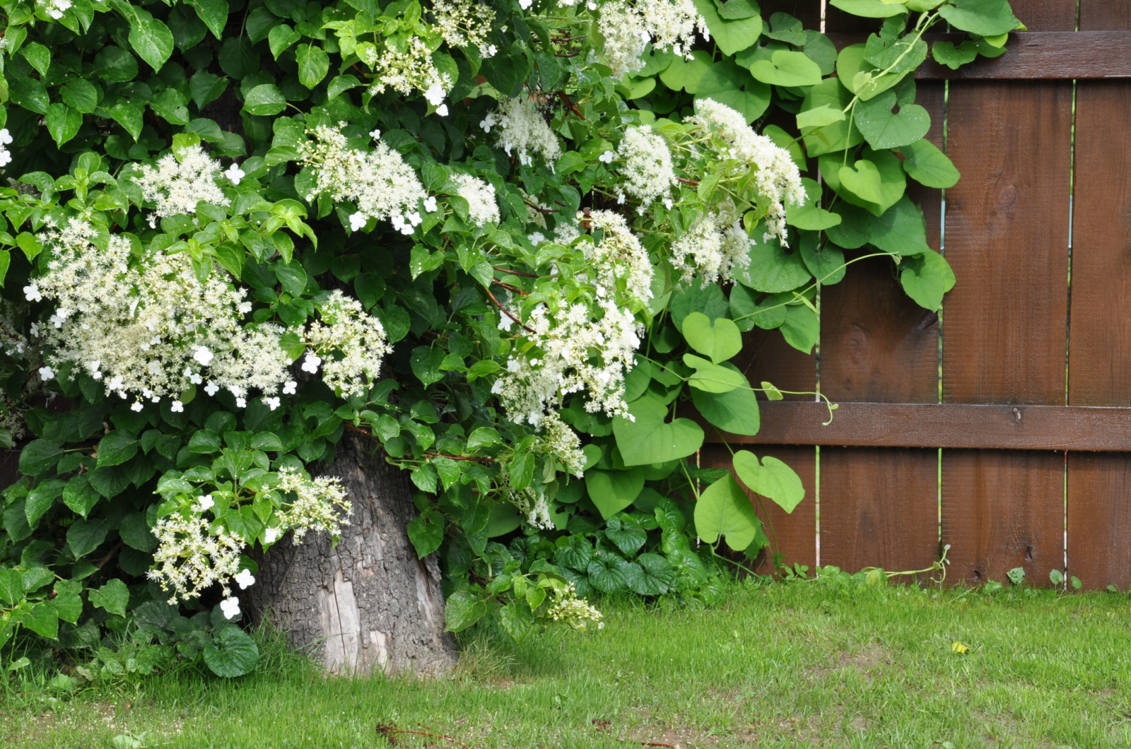 Hydrangea vine on wooden fence