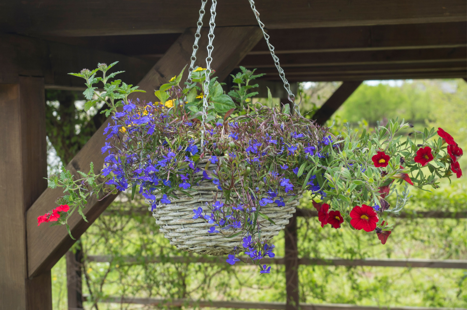 Lobelia and geranium flowers hanging from wooden pot