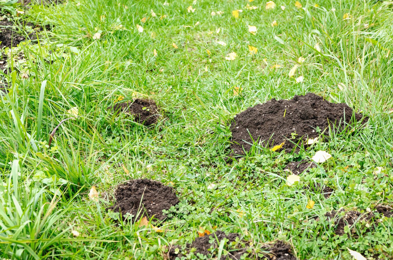 Mole holes in the yard